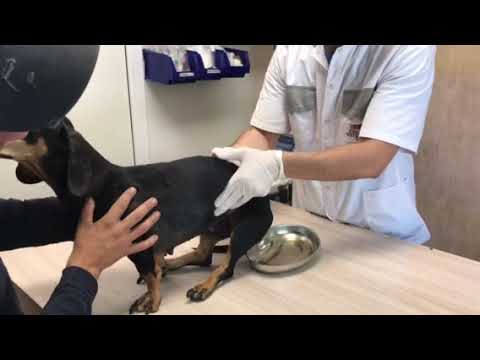 Видео: Отведение мочи