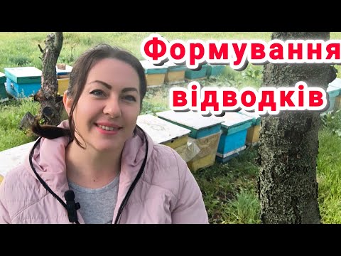 Видео: Однорамкові та дворамкові відводки. Як зробити відводок на одну або дві рамки. Формування відводків