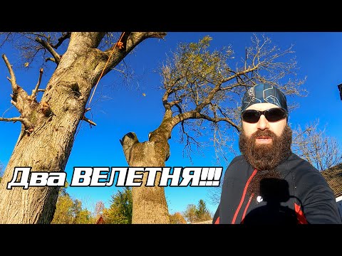 Видео: Два дерева за один день