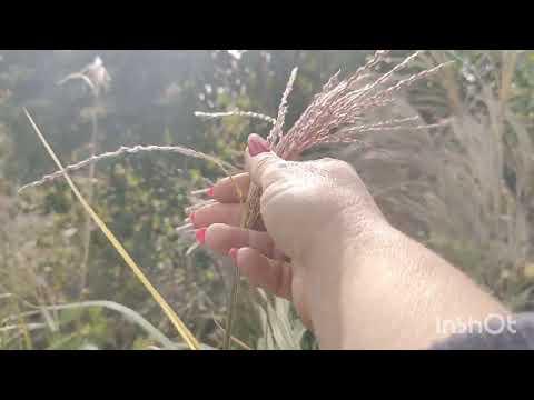 Видео: Полосатики повздовж листу.1Частина 19.10.2025