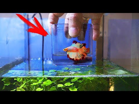 Видео: Началось! Реакция самца петушка на личинок