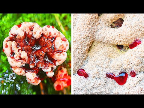 Видео: Если увидите что-то похожее, отойдите немедленно