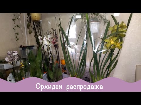 Видео: Новинки. Цветочная база. Уценка орхидей.