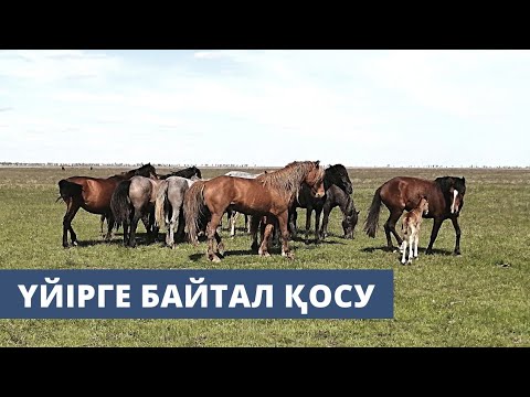 Видео: Үйірге байтал қосу туралы