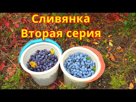 Видео: Сливянка. Вино из сливы. Вторая серия.