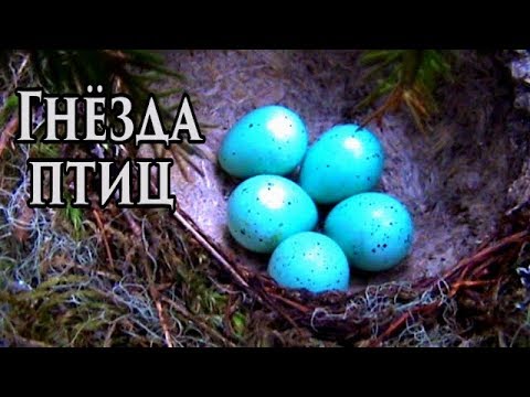 Видео: Гнезда птиц. Наблюдения за птенцами.
