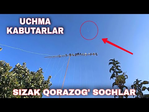Видео: УЧМА КАБУТАРЛАР 📞941016517 СИЗАКЛАР KABUTARLARNI ZO'RLARI BIR KUN UCHADIGANLARI