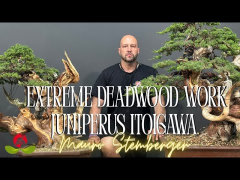 Видео: Экстремальные работы по валежнику - можжевельник итоигава