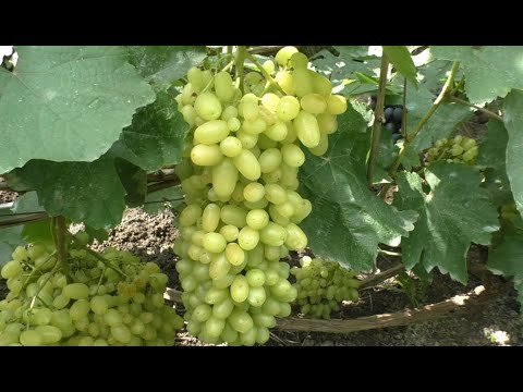 Видео: Сорта винограда 2020. Гелиодор - крупногроздый красавец