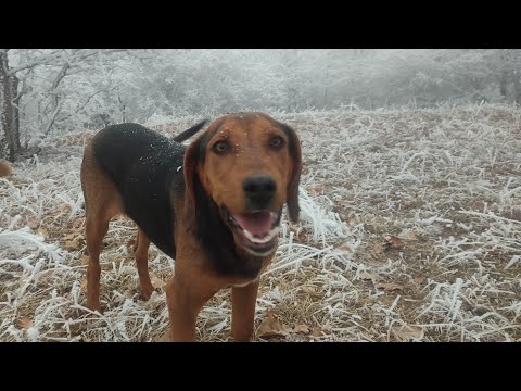 Видео:   русские гончие-(охота )       Что вы думаете об этой породе?