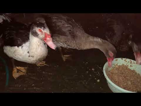 Видео: Сколько сегодня яиц🧐сегодня мешанка с куриным фаршем и чесноком//сумасшедший день🤦🏼‍♀️20 октября2025