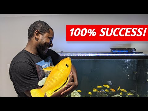 Видео: Как я высиживаю и выращиваю мальков цихлид!