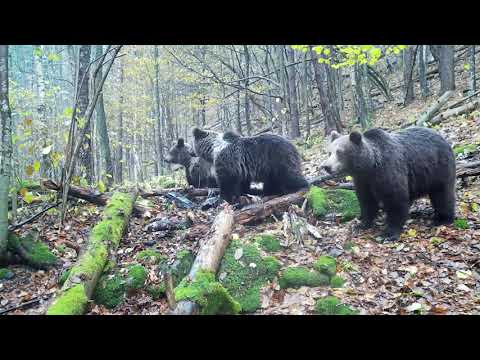 Видео: В СВЕТА НА МЕЧКАТА