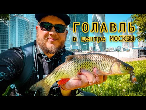 Видео: ГОЛАВЛЬ в центре МОСКВЫ // Разловил «ТАПОК» // Окуни на ТЕЙЛ СПИННЕР