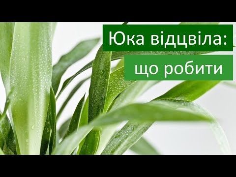 Видео: Як обрізати юку після цвітіння