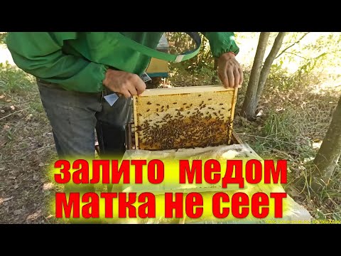 Видео: Зачем отбирать мед в отводках пчел после главного взятка.