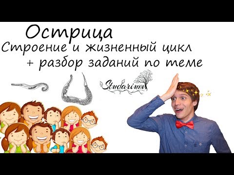 Видео: Острица. Строение и жизненный цикл острицы. Примеры решения заданий