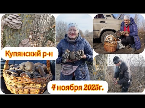 Видео: Мешок грибов на дереве🍄‍🟫Удачный грибной день.🍄‍🟫