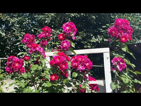 Видео: Розы цветущие в моем саду, с названиями г. Киев 12 июля 2025 г.