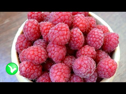 Видео: Научно доказанные факты о малине. Малина – польза и вред для человека.