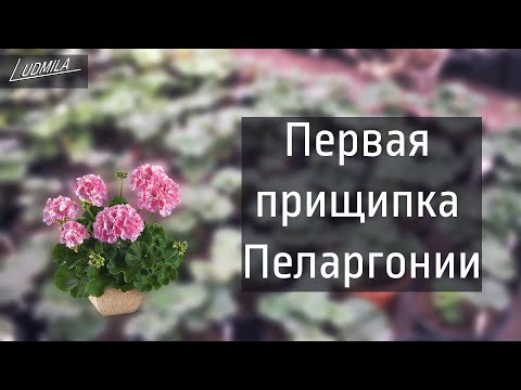 Видео: ПЕРВАЯ ПРИЩИПКА ГЕРАНИ ( пеларгонии)