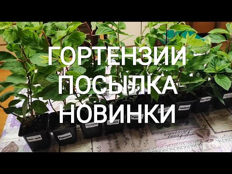 Видео: Гортензии новинки ,распаковка !