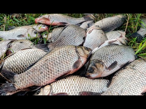 Видео: ЖОР КАРАСЯ ПОСЛЕ ДОЖДЯ!! Три часа НЕ КЛЕВАЛ, и тут ПОПЁР В ЗАБРОС!! Рыбалка на ПОПЛАВОК в АВГУСТЕ!!