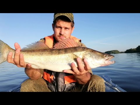 Видео: Троллинг в конце июня. Поклевка с первой проводки крупного судака весом 2.3кг  р. Ока