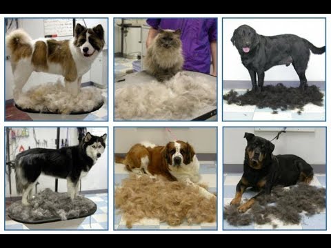 Видео: Разные типы шерсти у собак. Плюсы и минусы.