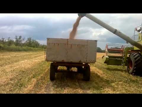 Видео: Як сіяти горох від А до Я. Мій досвід