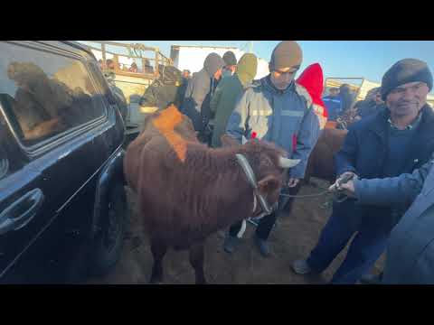 Видео: 5 ноября 2025 г.хоразм шоват пир мол бозори йош бокиладиган хокиз нархлари