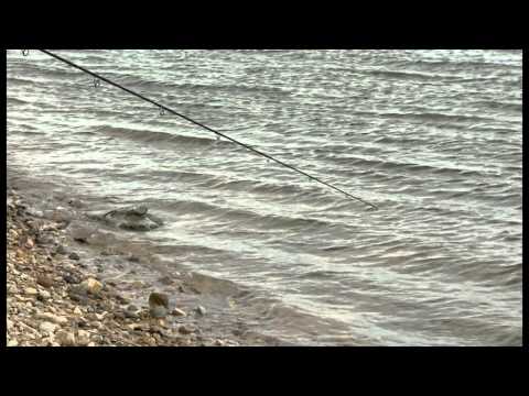 Видео: Риболов на дунавска скумрия