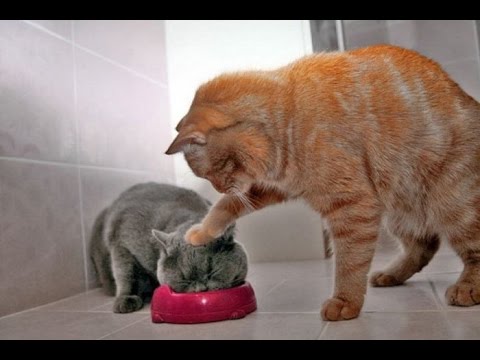 Видео: СМЕШНОЕ ВИДЕО ПРО КОШЕК 2016/  FUNNY VIDEOS ABOUT CATS 2016