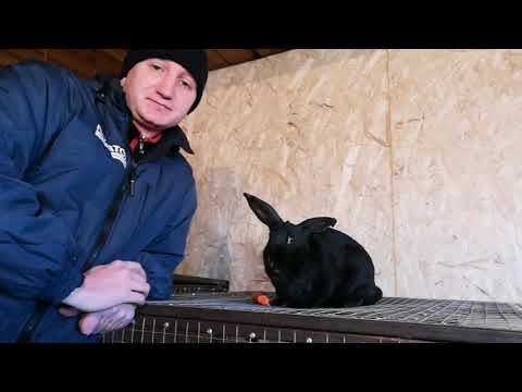 Видео: КАК ЗАРАБОТАТЬ НА КРОЛИКАХ 2 / ПРОДАЖА КРОЛЬЧАТИНЫ В ИНТЕРНЕТЕ