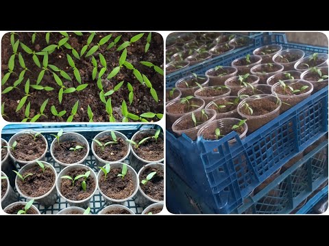 Видео: ТОРГОВЛЯ РАССАДОЙ/СКОЛЬКО ПОСАДИТЬ ЧТОБЫ ЗАРАБОТАТЬ???