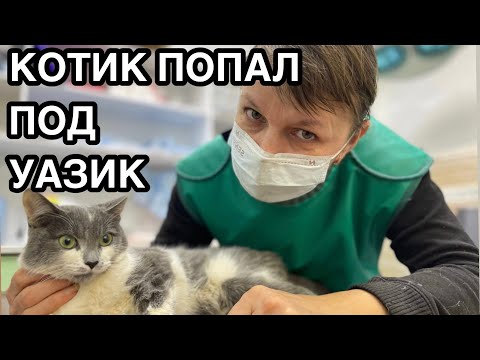 Видео: Спасение животных/ По котёнку проехал уазик/ Срочно летим в клинику