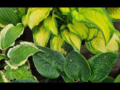 Видео: Хосты жaбки I Коллекция хост #julia_i_sad #2024 #collection #hostas #bayern #plants #garden #обзор