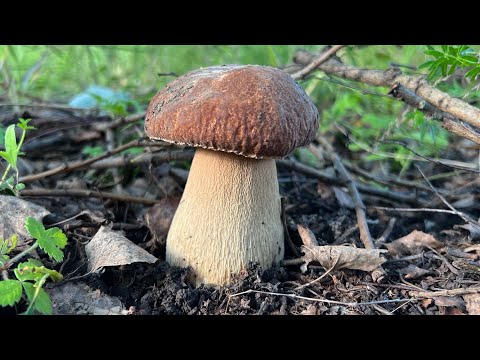 Видео: Грибалка с надеждой на большой улов ! Грибы 2025  !