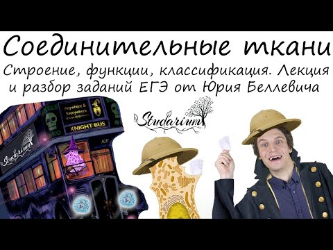 Видео: Соединительные ткани. Строение, функции, классификация. Лекция и разбор заданий от Юрия Беллевича