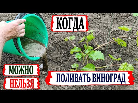 Видео: 🍇 Без ЭТОГО виноград плохо растет и плодоносит! Когда МОЖНО и НЕЛЬЗЯ поливать и кормить виноград?