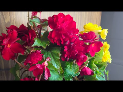 Видео: 02.12.24.Бегония клубневая..посадка черенков.