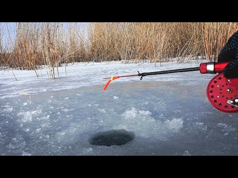 Видео: БРАКОНЬЕРЫ нас ПРЕСЛЕДУЮТ. 1000 и 1 ПОКЛЕВКА на рыбалке. Зимняя рыбалка 2022. Зимняя рыбалка.