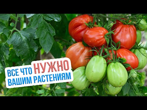 Видео: Уход за садом и огородом в августе. Работы на огороде в августе - что нужно сделать?