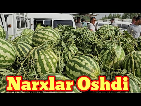 Видео: Тарвуз Кувун нархлари ошди