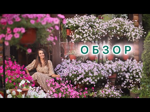 Видео: ОЧЕНЬ МНОГО ЦВЕТОВ. Обзор моего сада #милыйдом