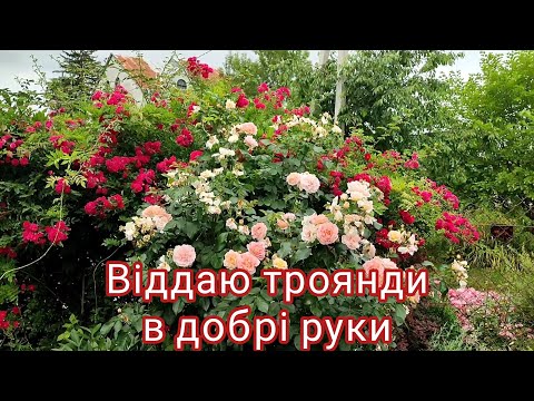 Видео: Віддаю троянди в добрі руки