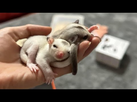 Видео: Птица говорун отличается умом и сообразительностью😅 утро. Разные звуки, которые он издает. Мышки❤️☀️