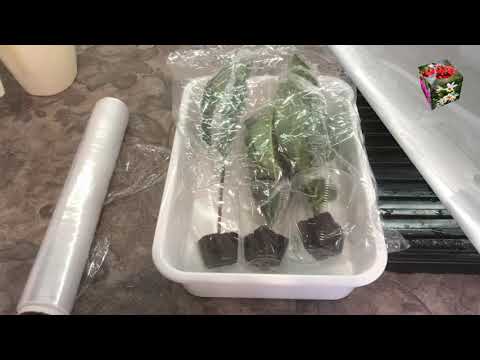 Видео: Обзор кубиков для клонирования Easy Plug, укореняем кротоны Генерал Пейдж,  Гуайабо и Корка пирога.