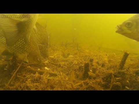 Видео: Хороший карась на поплавок в камышах 4.  И подводная съёмка