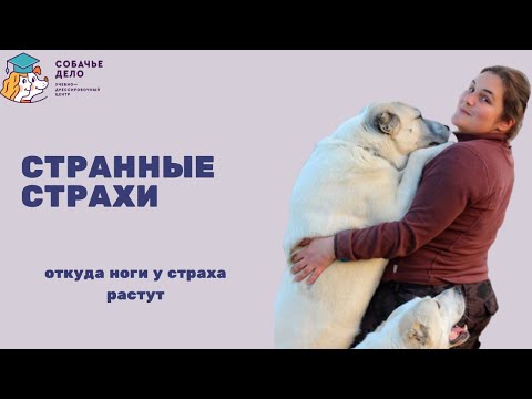 Видео: Странные страхи у собак. Собака всего боится